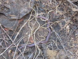 Image of Iberian Worm Lizard