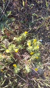 Image of Ajuga chamaepitys subsp. chia (Schreb.) Arcang.