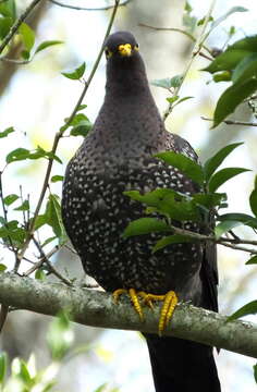 Image of African Olive Pigeon