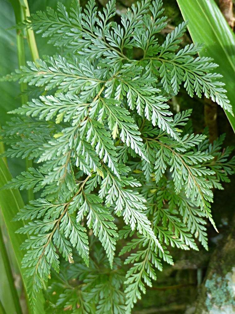 Image of Lacy hare’s-foot fern