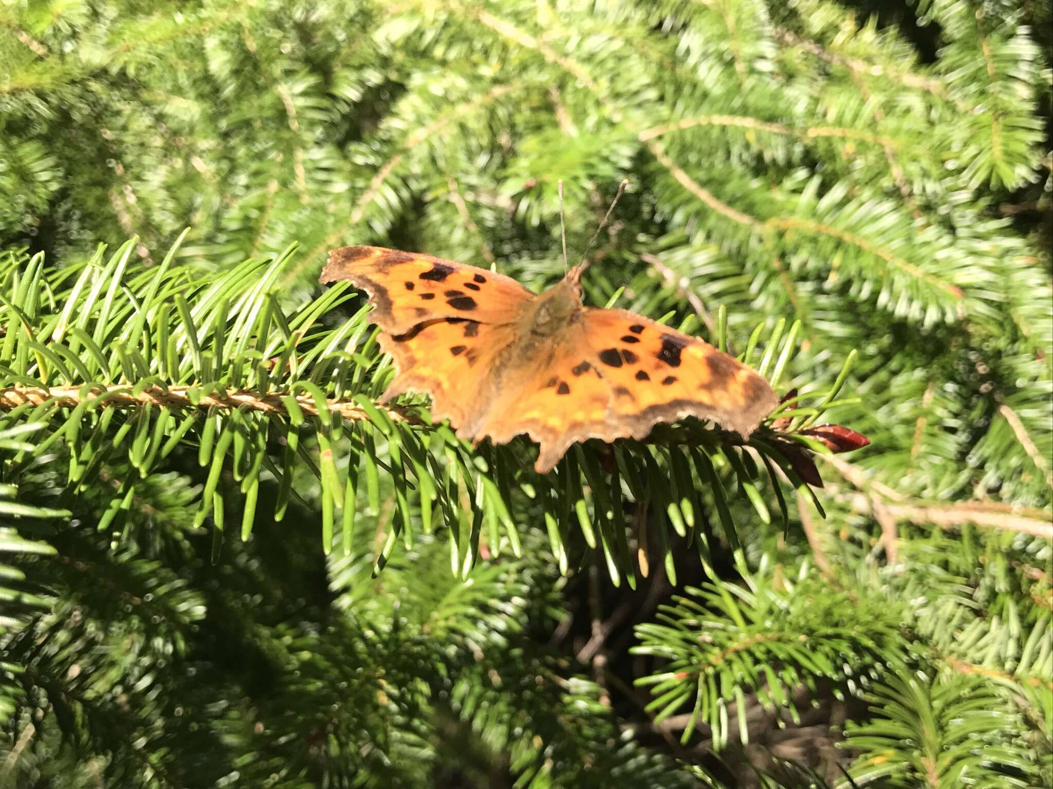 Image of Satyr Comma