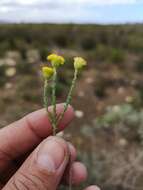 Imagem de Chrysocoma strigosa E. Bayer