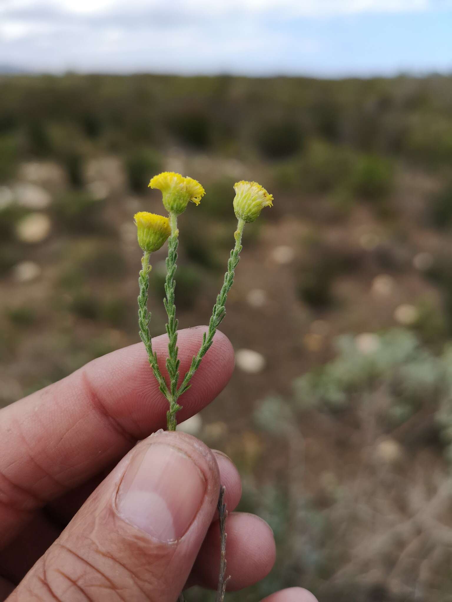 Image of Chrysocoma strigosa E. Bayer