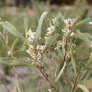 Imagem de Hakea cyclocarpa Lindl.