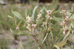 Imagem de Hakea cyclocarpa Lindl.