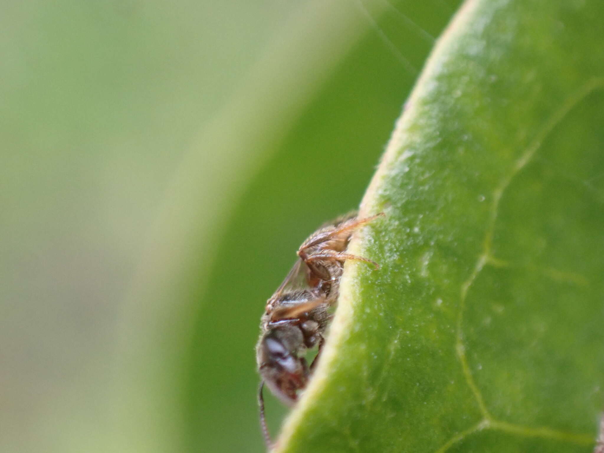 Lasioglossum lionotum (Sandhouse 1923)的圖片