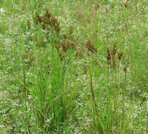 Image of grassleaf rush