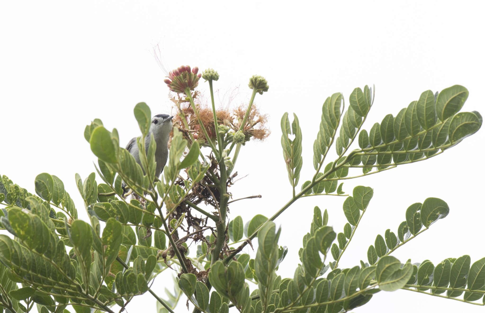 Image of White-browed Gnatcatcher