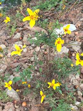 Image of Bidens chiapensis T. S. Brandeg.