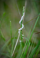 Слика од Spiranthes tuberosa Raf.