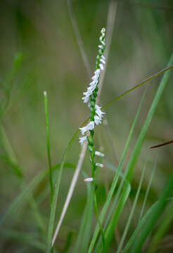 Слика од Spiranthes tuberosa Raf.