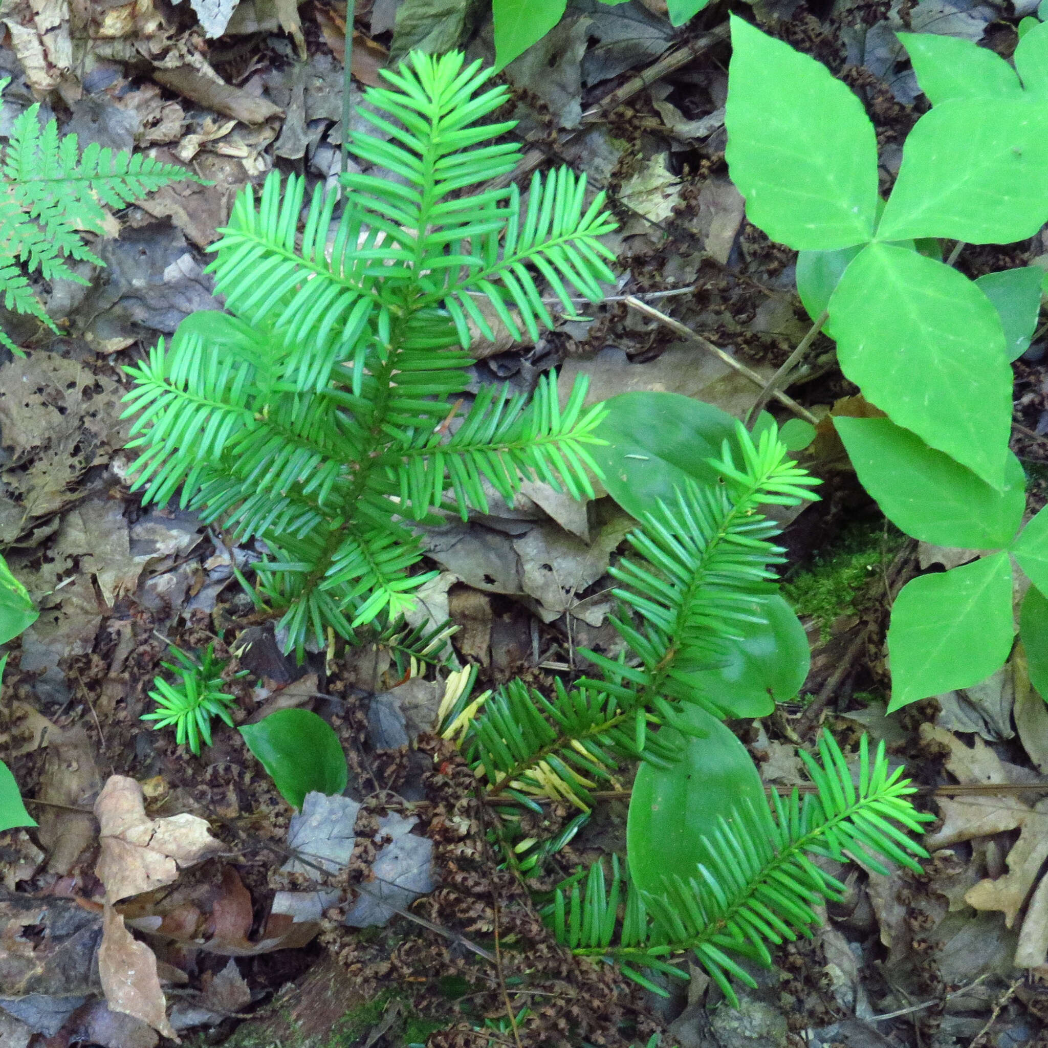 Image of Canada yew