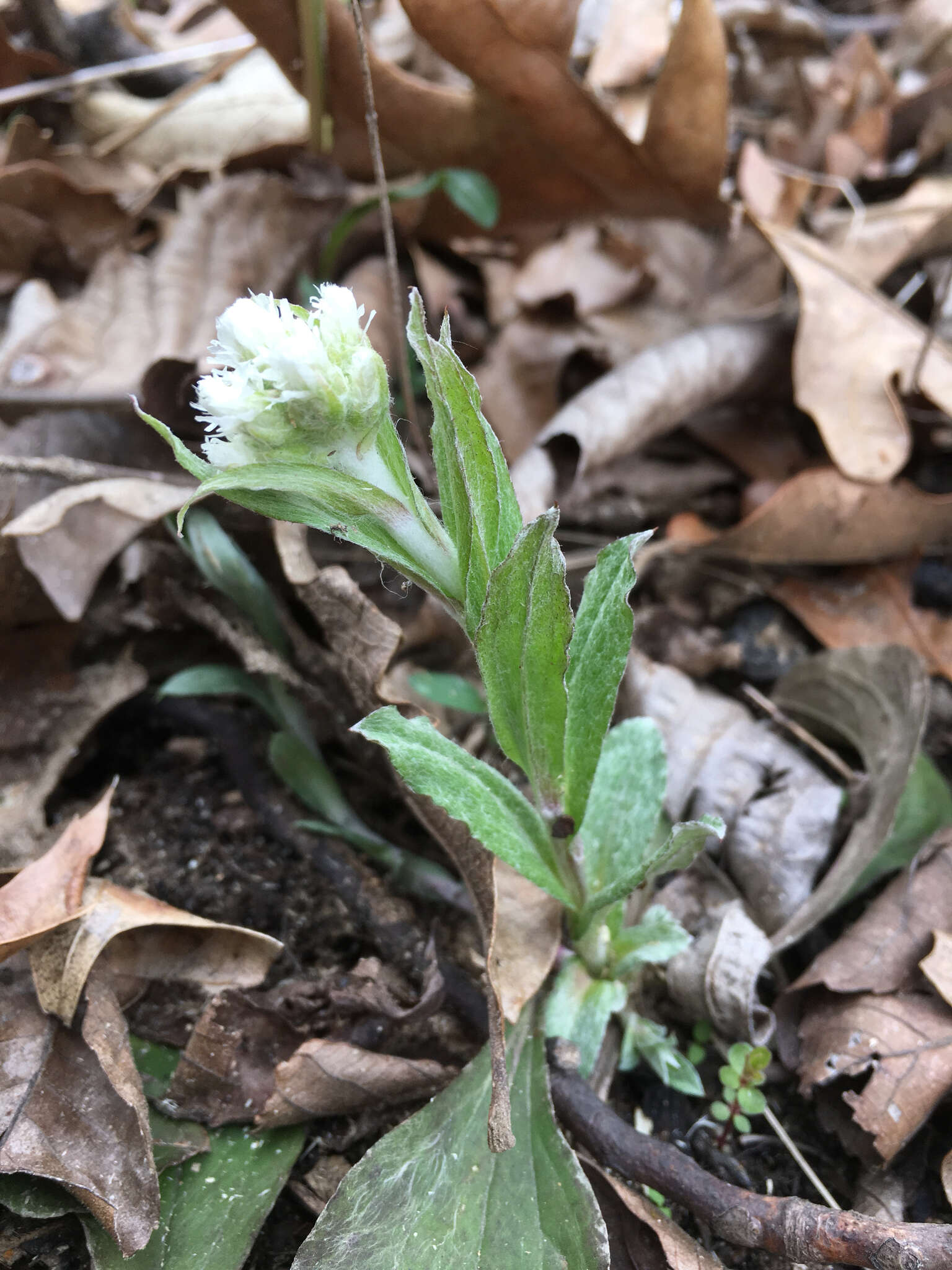 Image of woman's tobacco