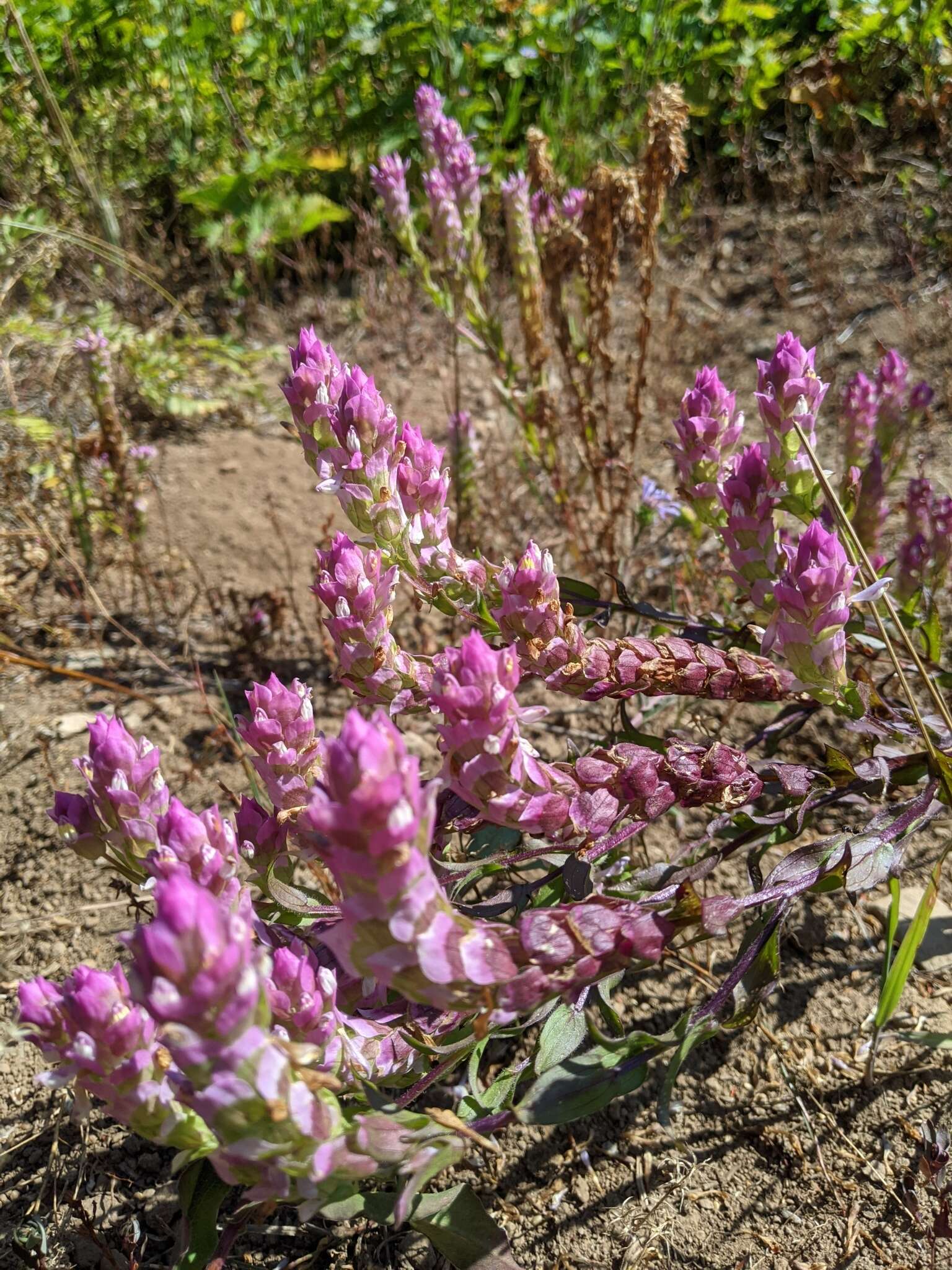 Image of mountain owl's-clover