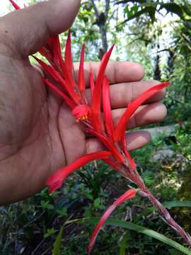 Image of Pitcairnia ringens Klotzsch