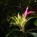 Image of Justicia plumbaginifolia Jacq.