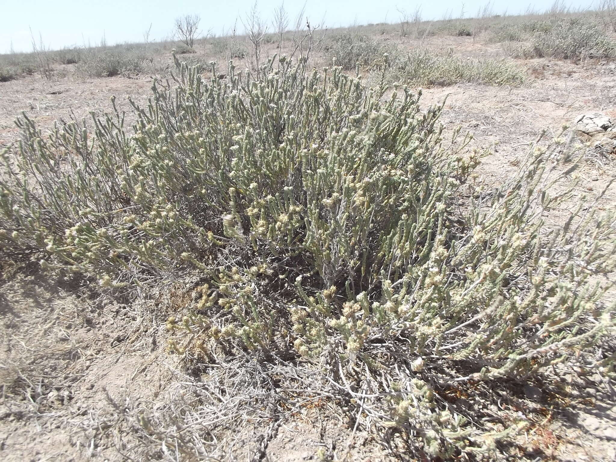 Image de Lippia fastigiata Brandegee