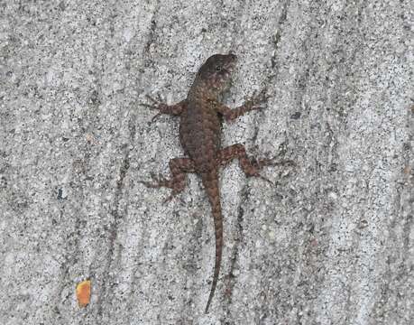 Image of Nelson's Spiny Lizard