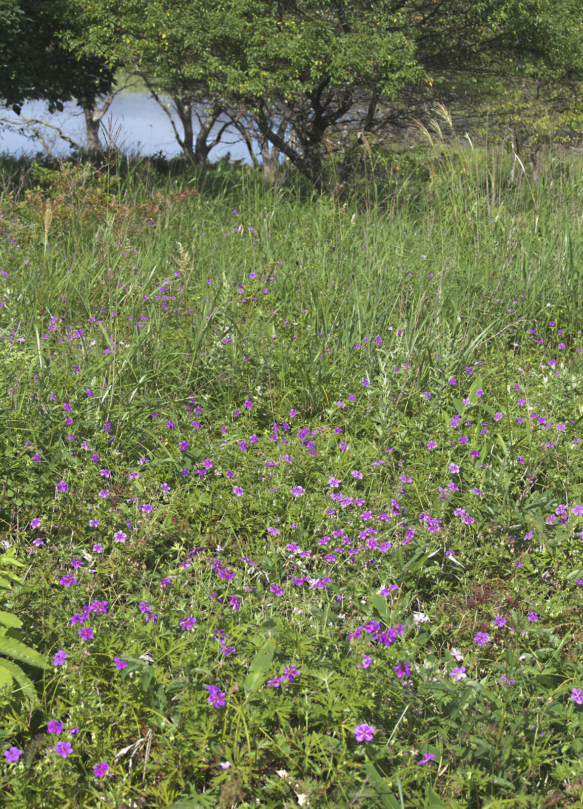 Sivun Geranium soboliferum Kom. kuva