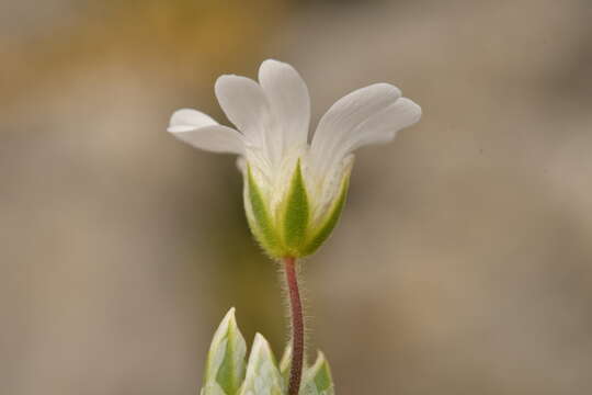 صورة Cerastium arvense subsp. suffruticosum (L.) Nym.