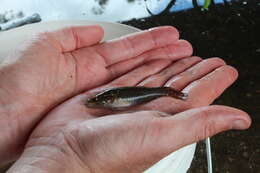 Image of Striped gudgeon