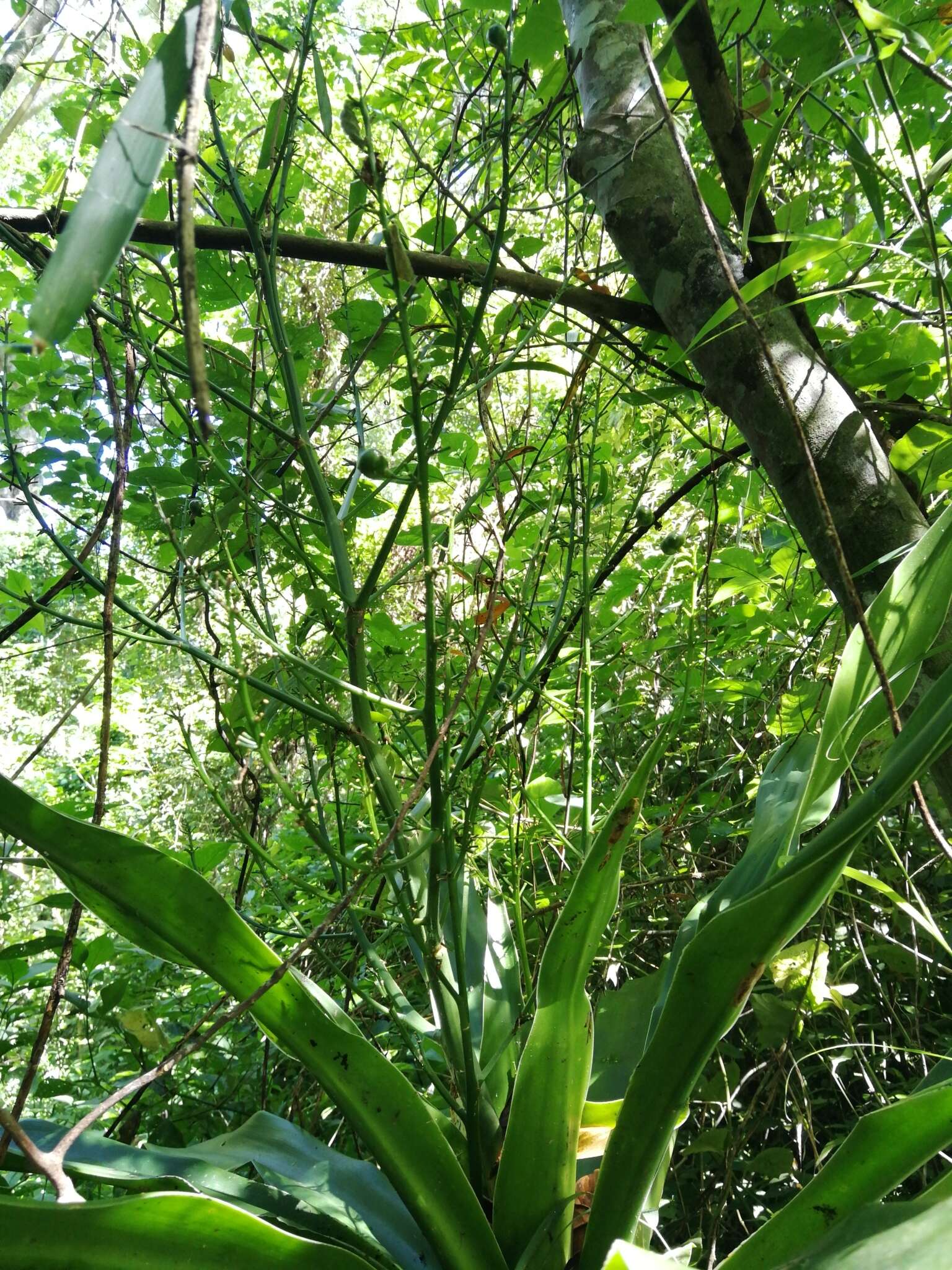 Image of large-leaved dragon tree