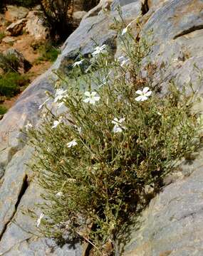 صورة Jamesbrittenia sessilifolia (Diels) O. M. Hilliard