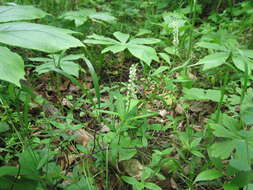 Image of Seneca snakeroot