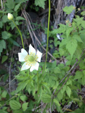 Image of tall thimbleweed