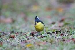 Image de Mésange de Taiwan