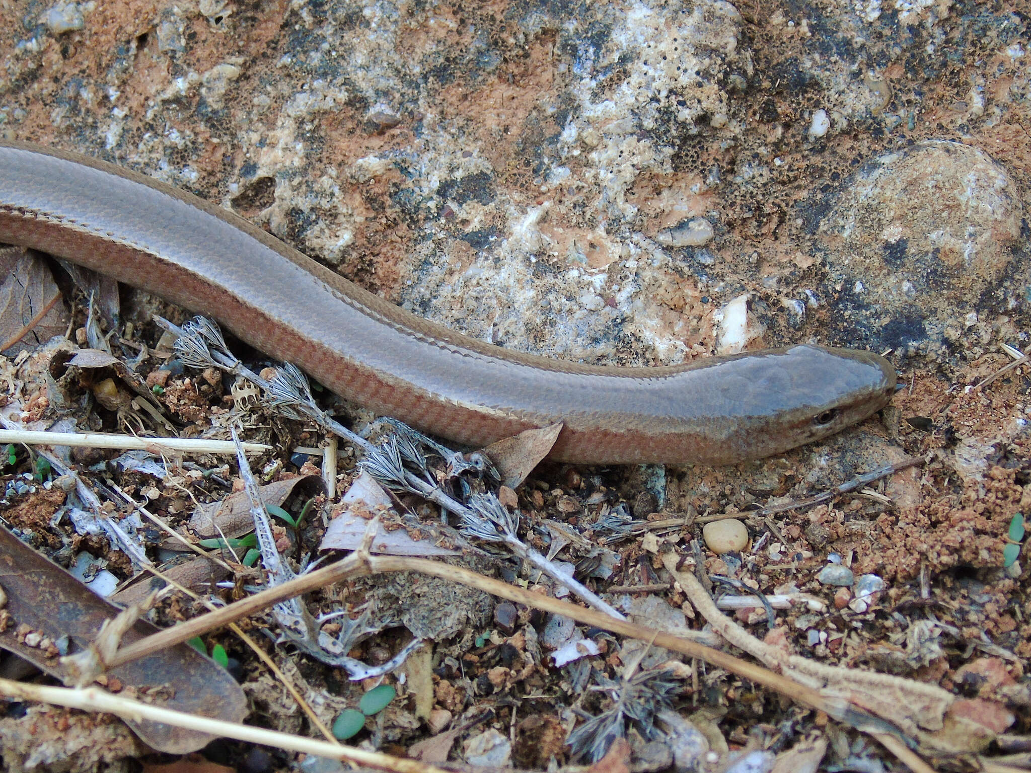 Image of Peloponnese slow worm