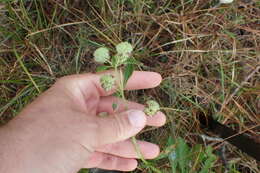 Image of clustered bushmint