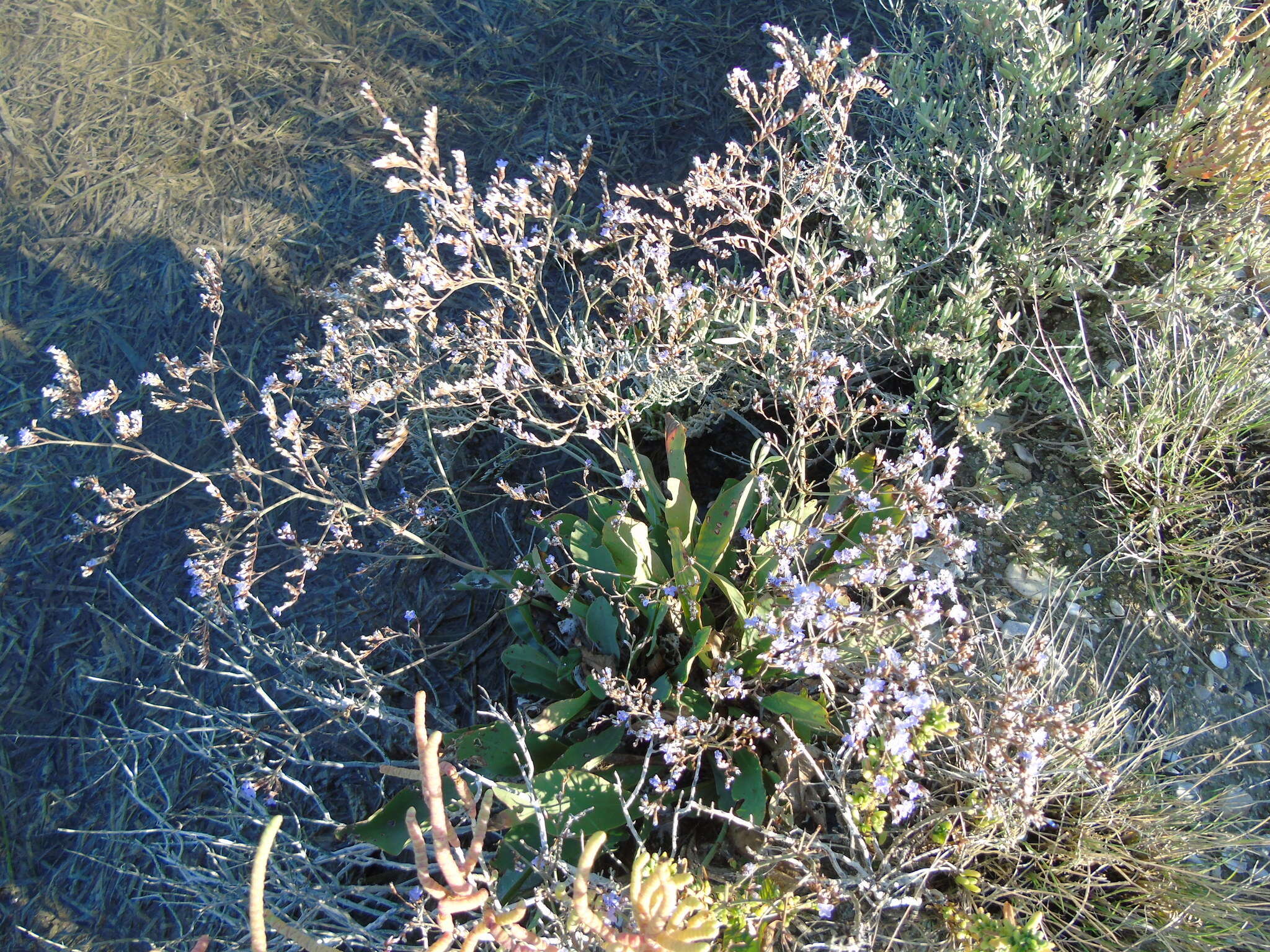 Imagem de Limonium brevipetiolatum R. Artelari & M. Erben