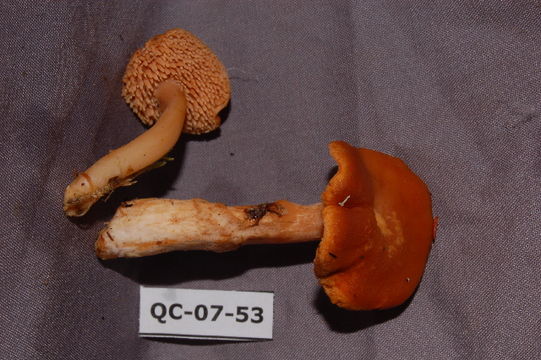 Image of <i>Hydnum umbilicatum</i> Peck 1902