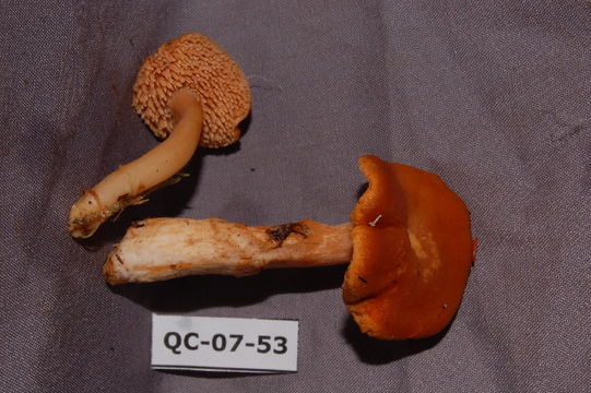 Image of <i>Hydnum umbilicatum</i> Peck 1902