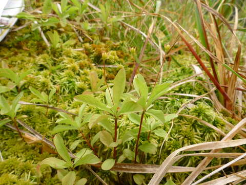 صورة Lysimachia europaea var. arctica (Fisch. ex Hook.)