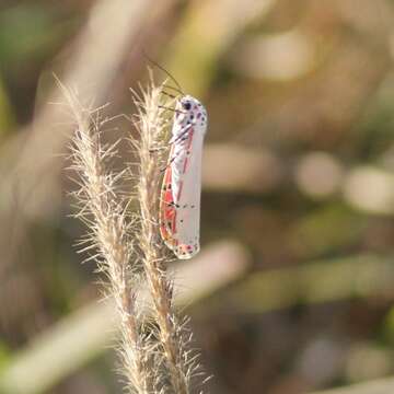 Sivun Utetheisa ornatrix Linnaeus 1758 kuva