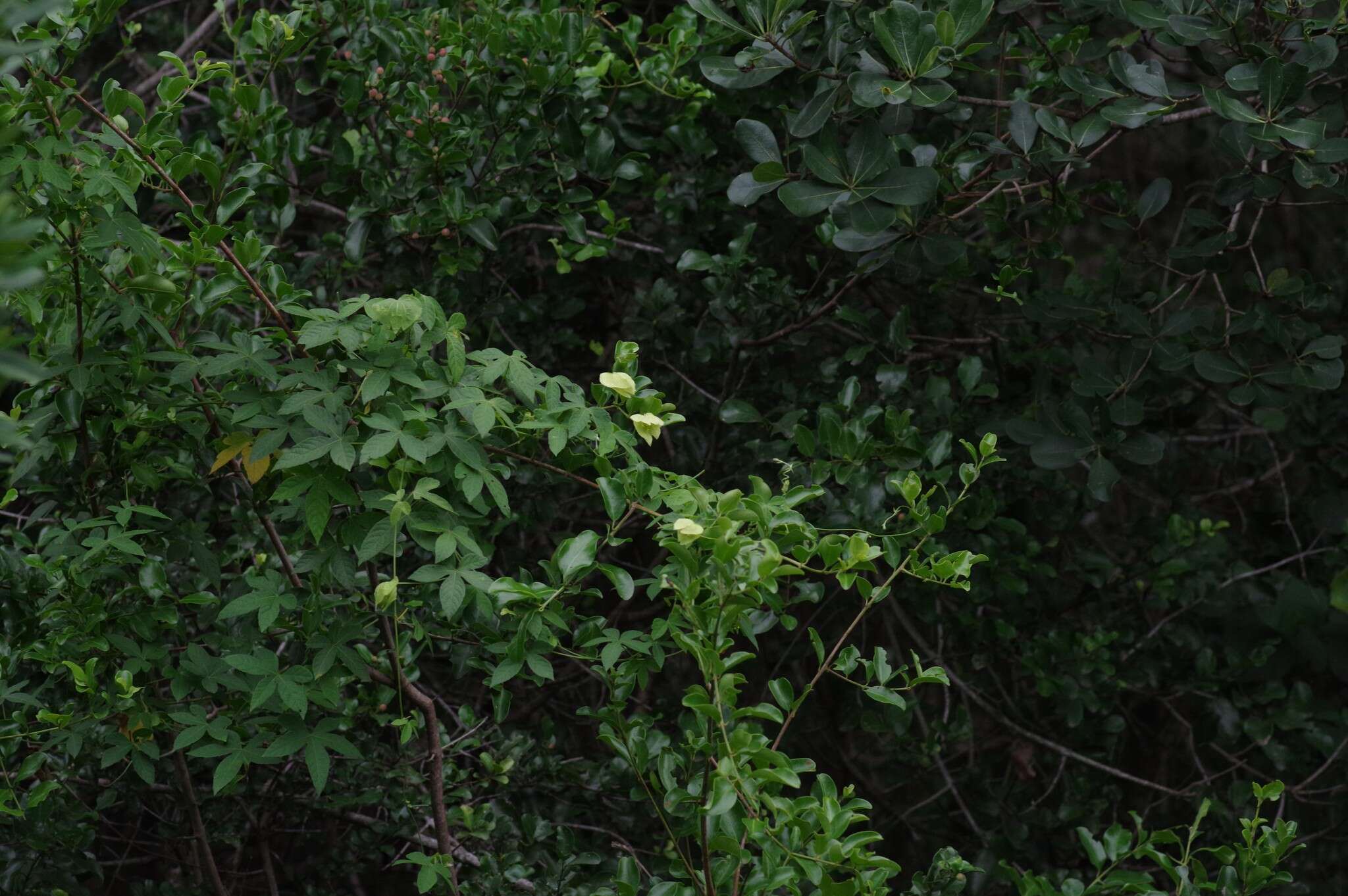 Image of Dalechampia capensis A. Spreng.