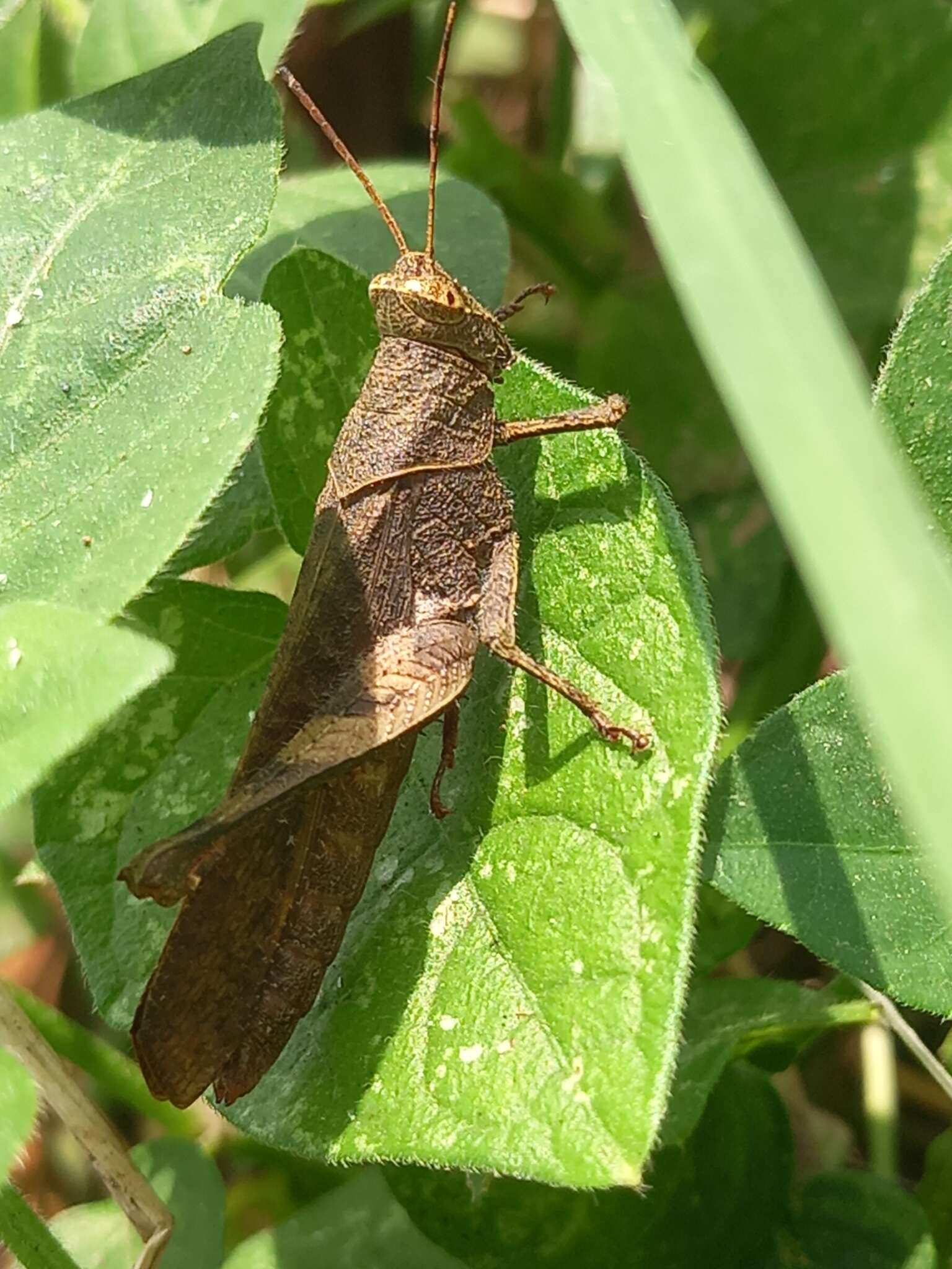 Coptacra foedata (Serville 1838)的圖片