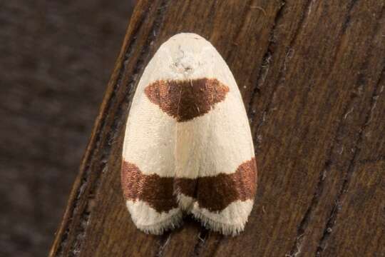 Image of Garudinia macrolatana