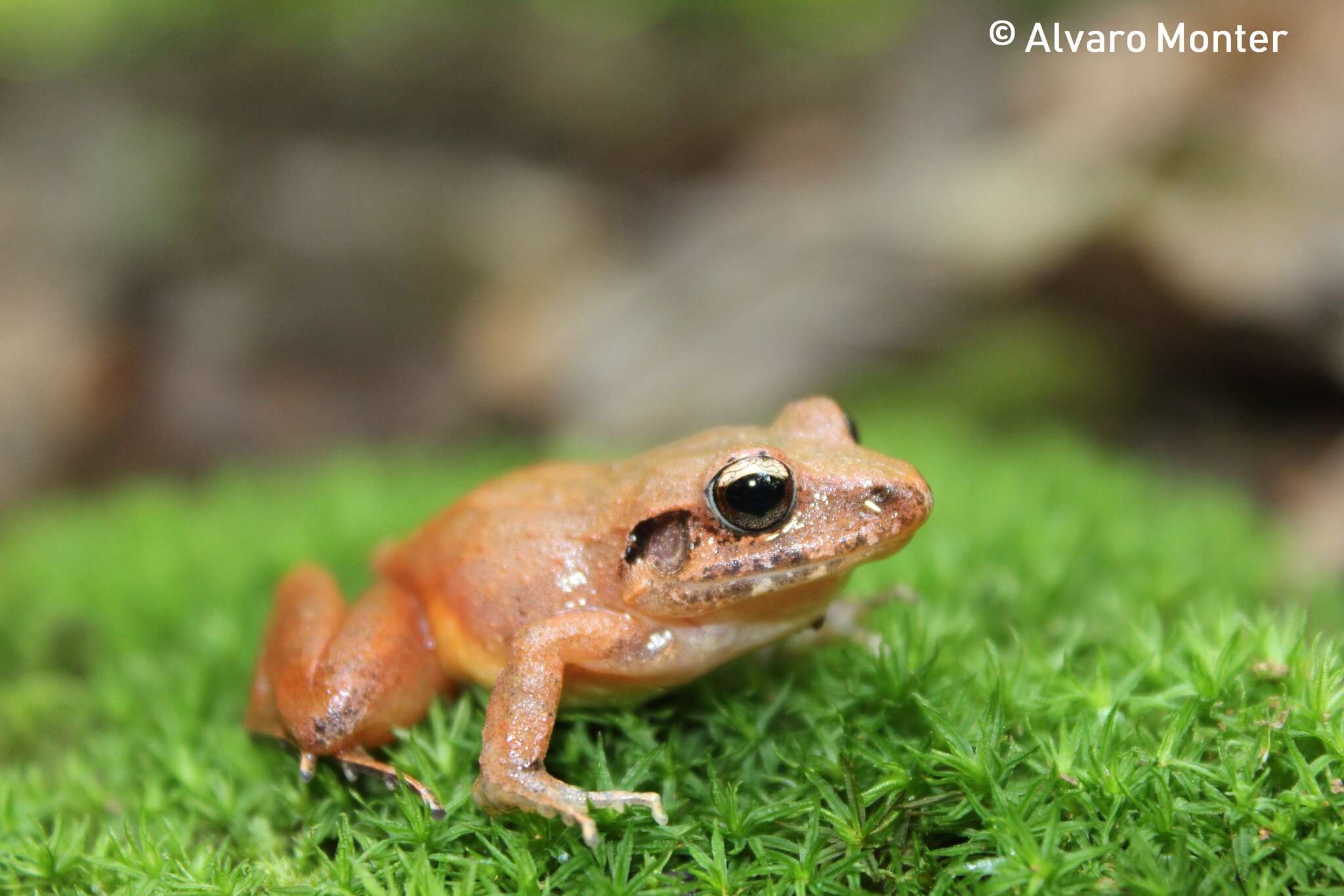 Image of Polymorphic Robber Frog