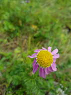 Image of pyrethum daisy