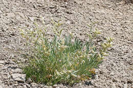 Image of purple locoweed