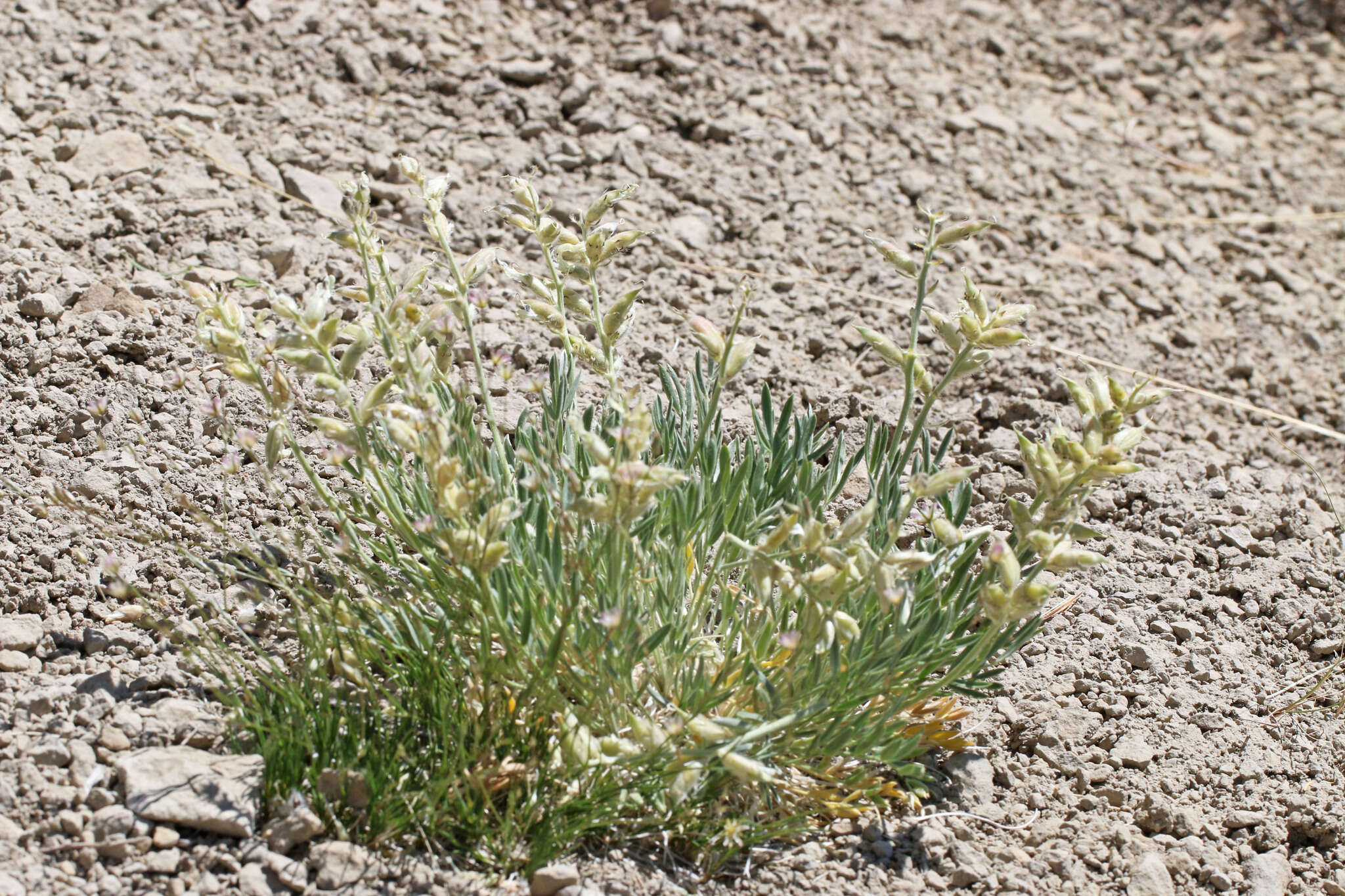 Oxytropis lambertii var. bigelovii A. Gray resmi