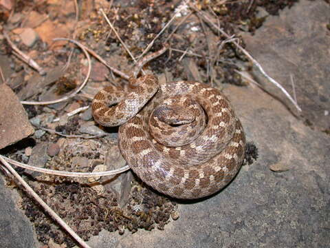 Image of Hypsiglena ochrorhynchus nuchalata Tanner 1943