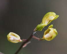 Imagem de Chrysoglossum ornatum Blume