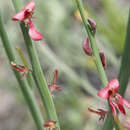 Слика од Indigofera gifbergensis C. H. Stirt. & Jarvie