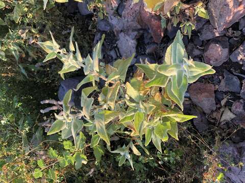 Слика од Lepechinia fragrans (Greene) Epling