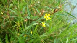 صورة Ludwigia erecta (L.) Hara