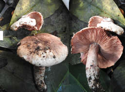 Image of Agaricus dolichopus R. L. Zhao 2016